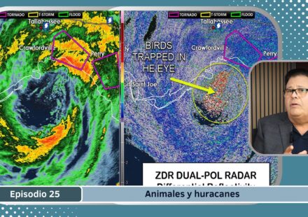 Episodio 25 - pájaros en un huracán