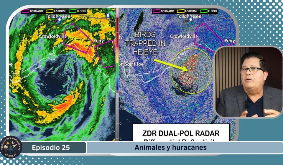 Episodio 25 - pájaros en un huracán