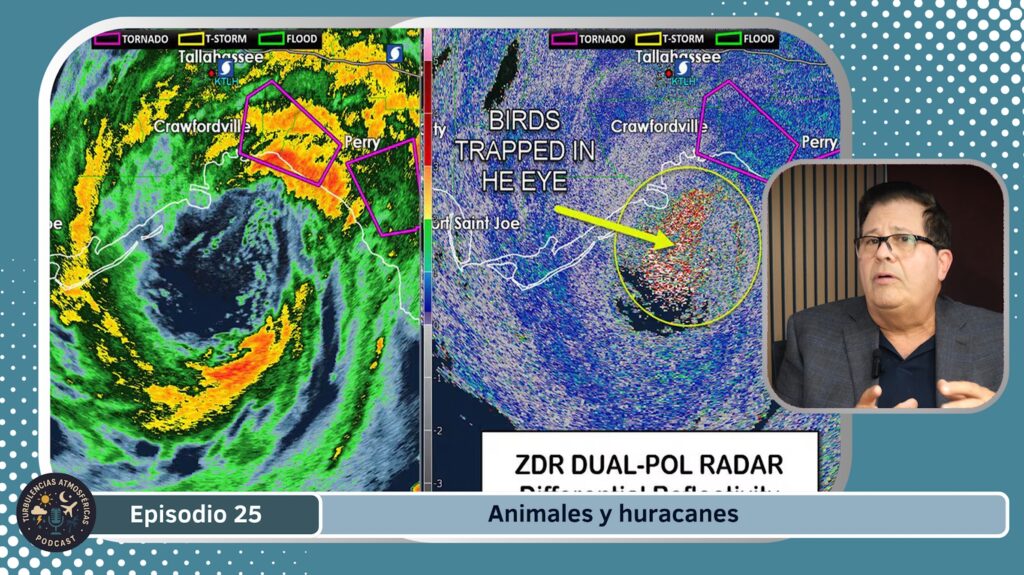 Los animales y los huracanes